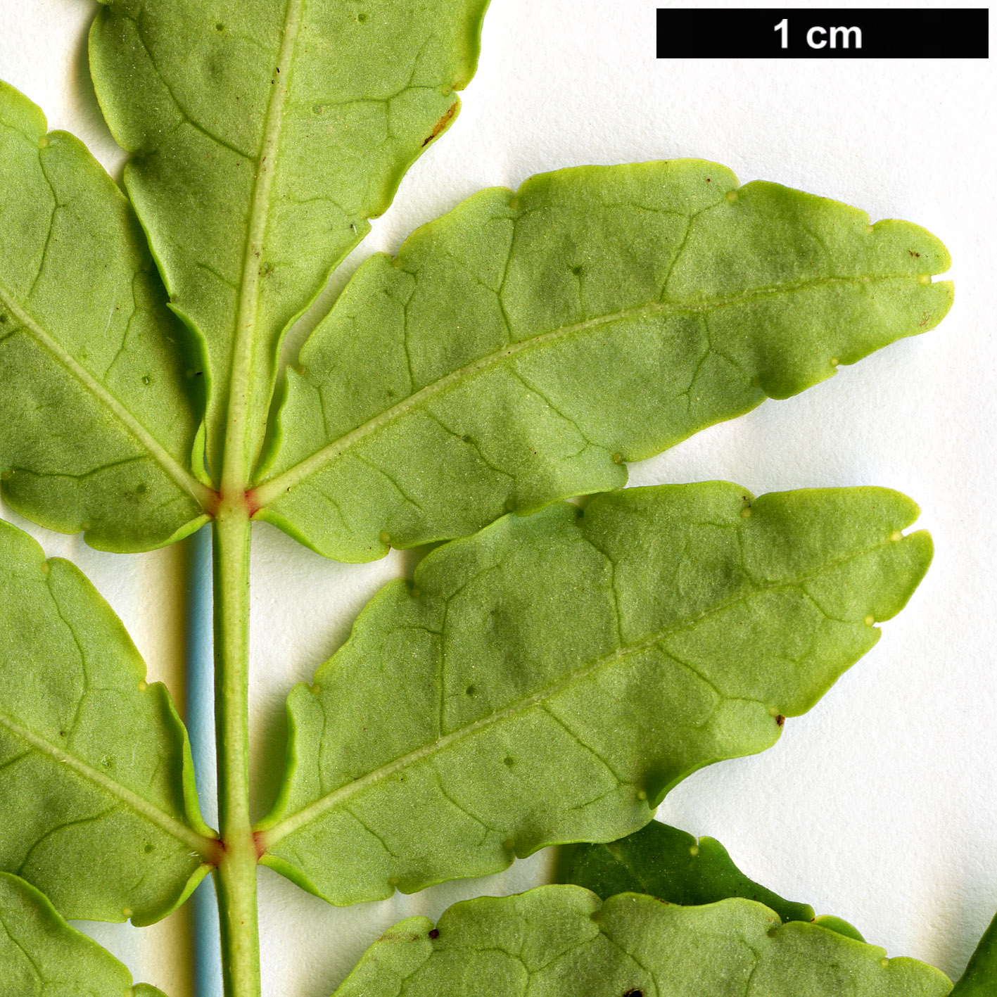High resolution image: Family: Rutaceae - Genus: Zanthoxylum - Taxon: piperitum - SpeciesSub: f. brevispinosum